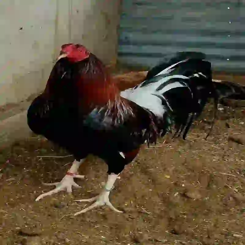 Ciri Ayam Bangkok Asli dan Palsu